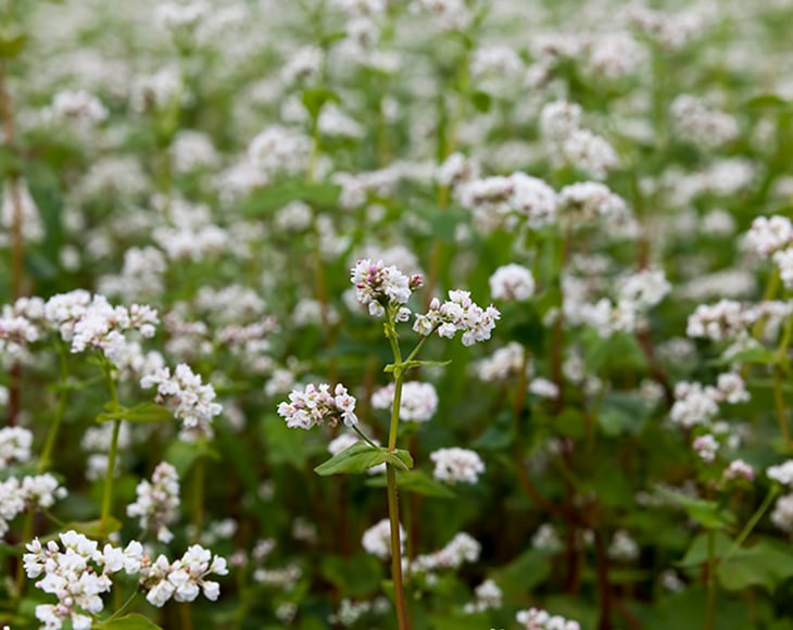 white-buckwheat-flowers