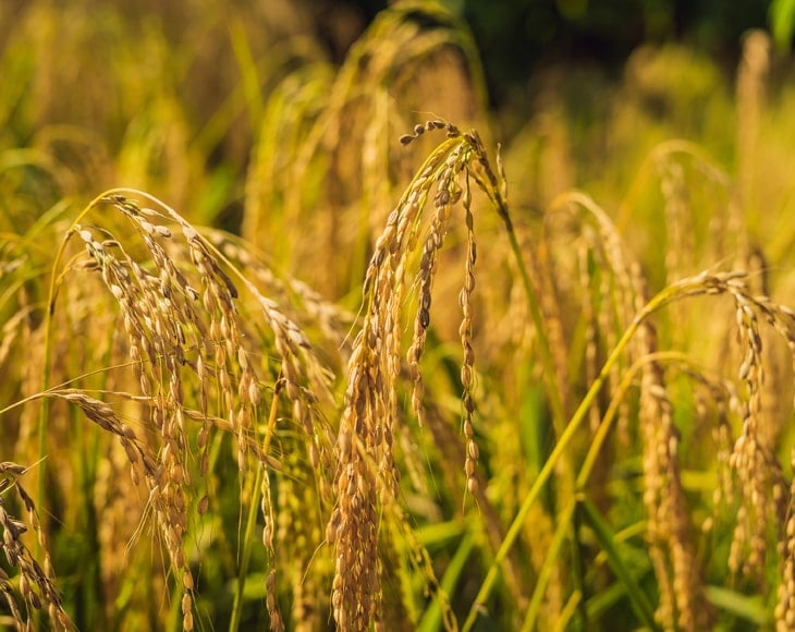organic-brown-basmati-rice-field-min
