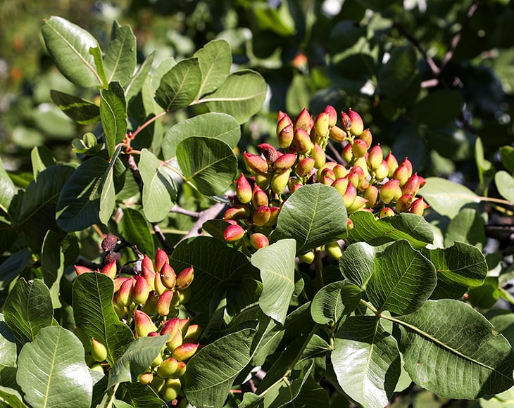 Growing pistachios on the branches of pistachio tree