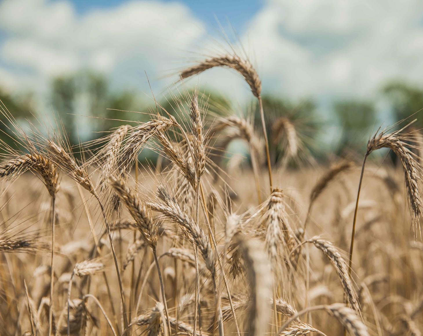 closeup-shot-khorasan-wheat-field