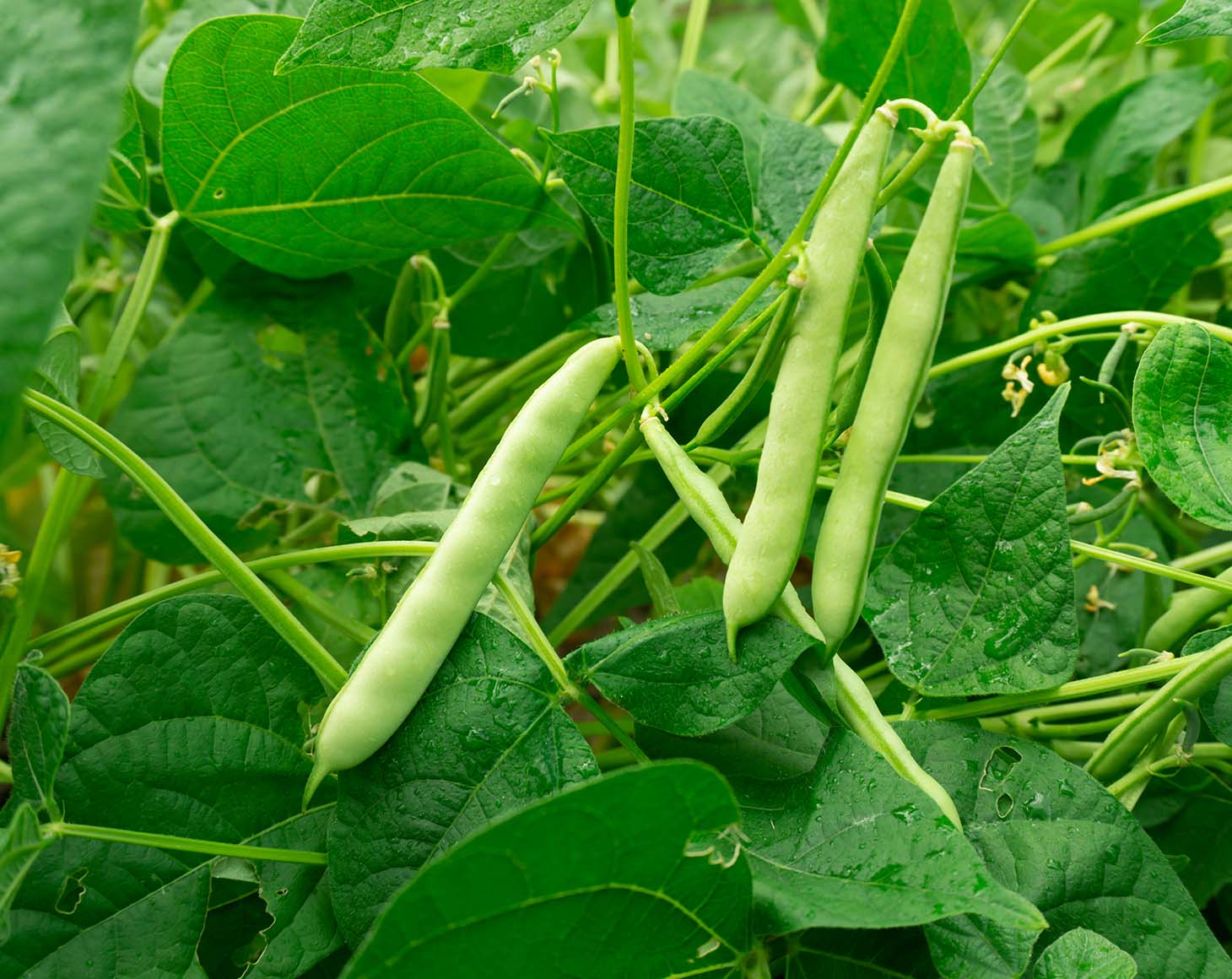 pinto-beans-plant