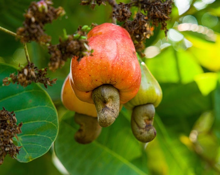 cashew-nut-tree-min