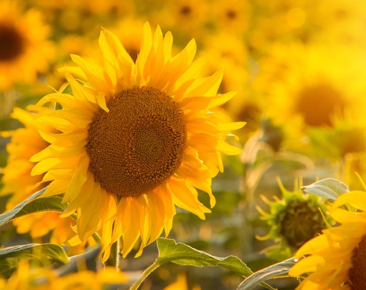 close-up-picture-blooming-sunflower-against-setting-sun-min