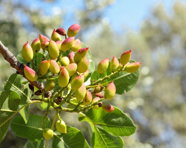 pistachio-tree-min