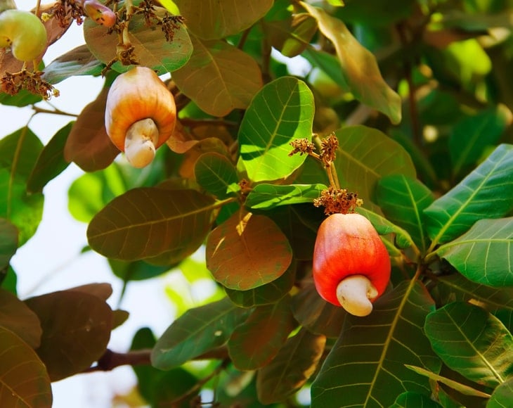 cashew-nuts-grow-tree-branch-min